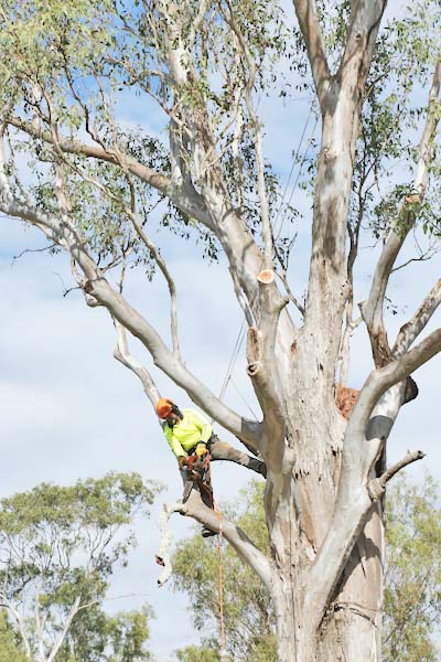Eden Trees - Tree Removal Logan Brisbane - Arborist |  | 1322-1334 Chambers Flat Rd, Chambers Flat QLD 4133, Australia | 0755470934 OR +61 7 5547 0934