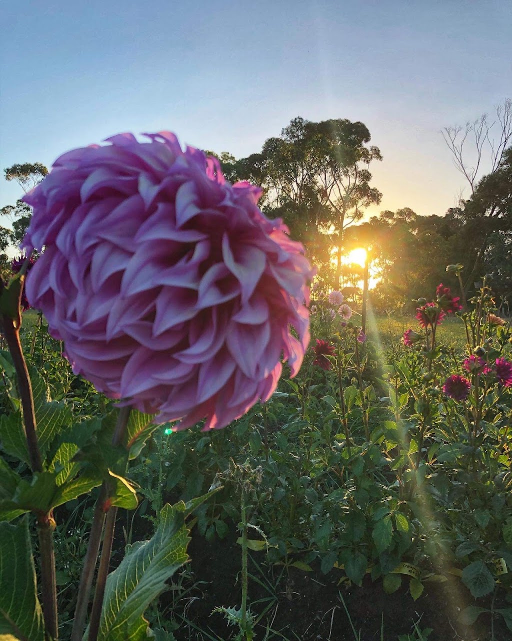 Bella Flora Farm | 20 Pax Parade, Curlewis VIC 3222, Australia | Phone: 0421 747 100