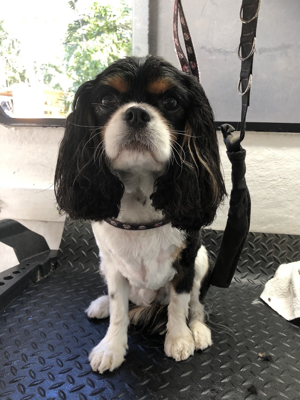 Pooch Parlour Mobile Dog Groomer Agnes Water & Surrounds | 33 Allingham Way, Agnes Water QLD 4677, Australia | Phone: 0400 069 726