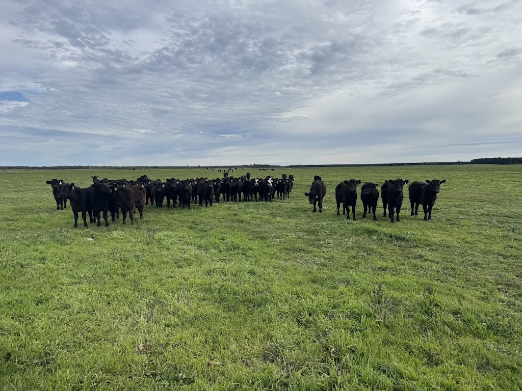 Emerald Springs Livestock Quarantine Facility | 300 Henkes Rd, Mumbannar VIC 3304, Australia | Phone: 0477 516 999