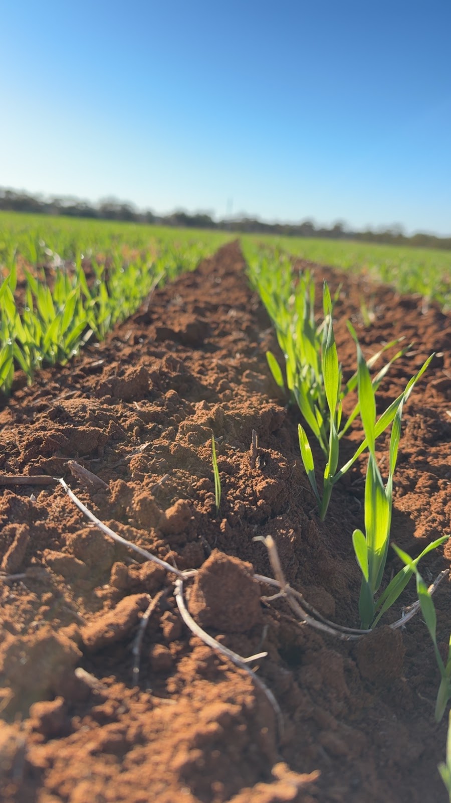 Notting Agri & Contracting | Murray Valley Hwy, Tyntynder VIC 3586, Australia | Phone: 0418 485 438