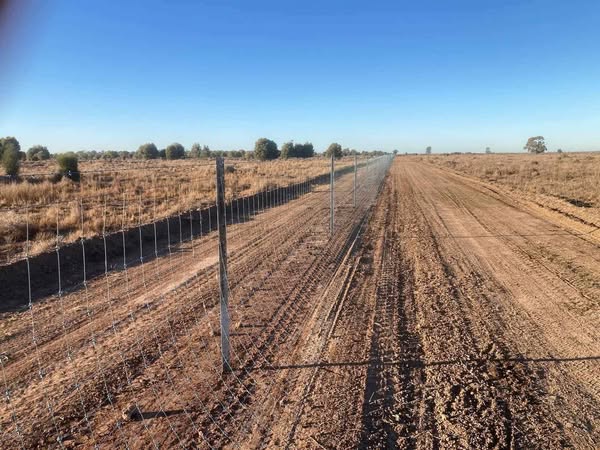 Moolaboola Pastoral | 232 Spring Flat Rd, Bell QLD 4408, Australia | Phone: 0407 947 268