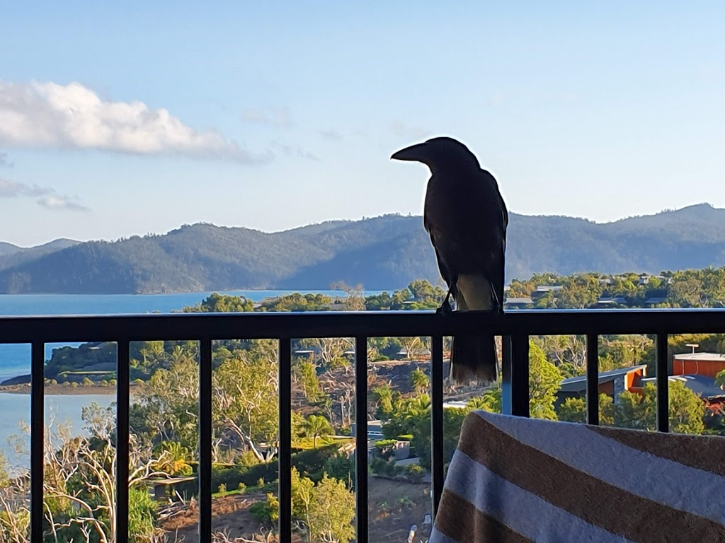 Shorelines 12 | lodging | 12/5 Acacia Dr, Hamilton Island QLD 4803, Australia | 0398859064 OR +61 3 9885 9064