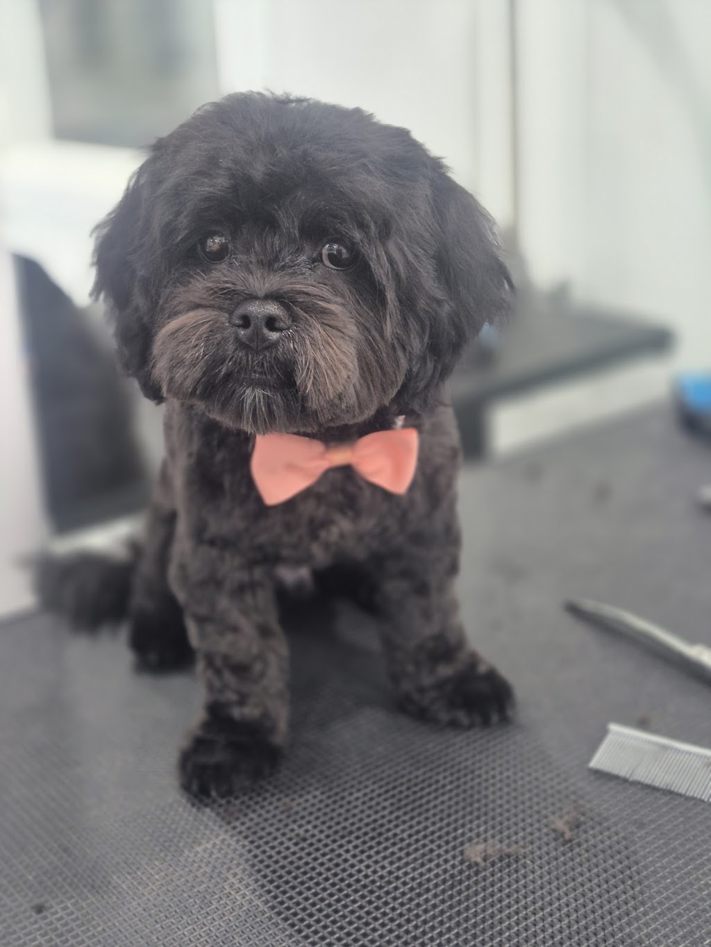 Perfection Pet Styling | 13 Aspen St, South Penrith NSW 2750, Australia | Phone: 0434 034 243