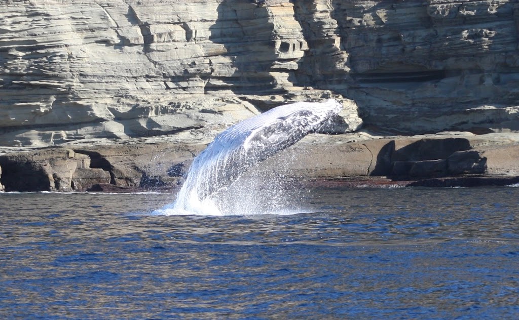 Whale Watching Terrigal | tourist attraction | Terrigal NSW 2260, Australia | 0449999868 OR +61 449 999 868