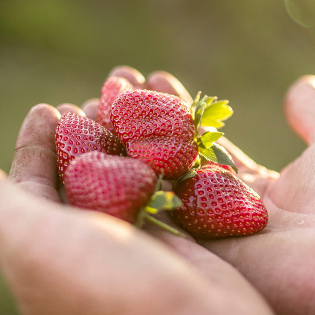 Cooloola Farm Trail | 452 Sister Tree Creek Rd, Kin Kin QLD 4571, Australia | Phone: 0409 471 297