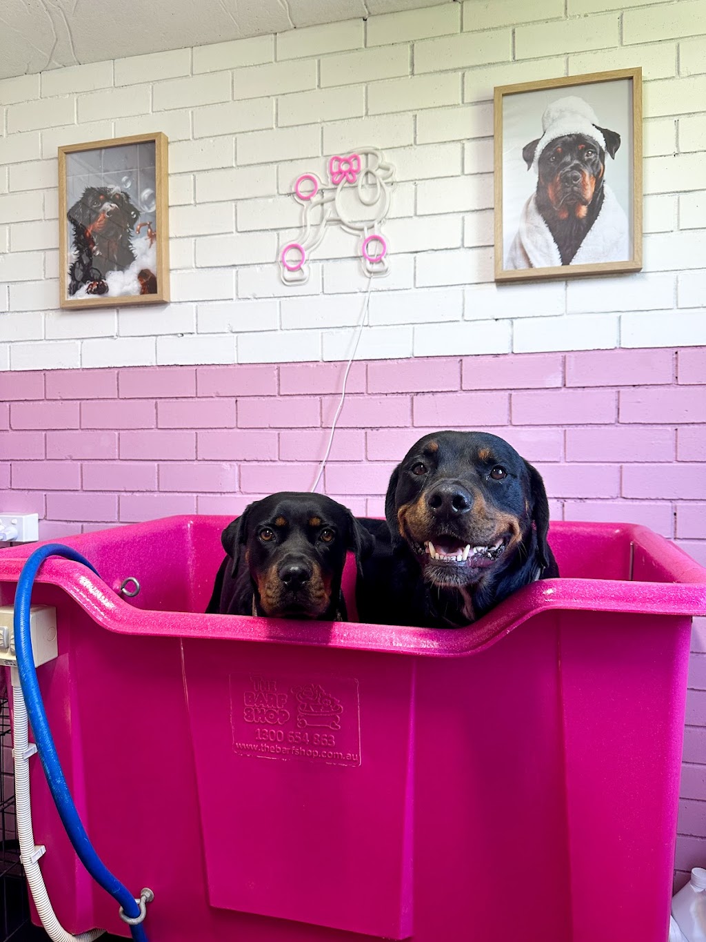 Groovy Grooms Kyogle | 30 Pratt St, Geneva NSW 2474, Australia | Phone: 0438 409 706