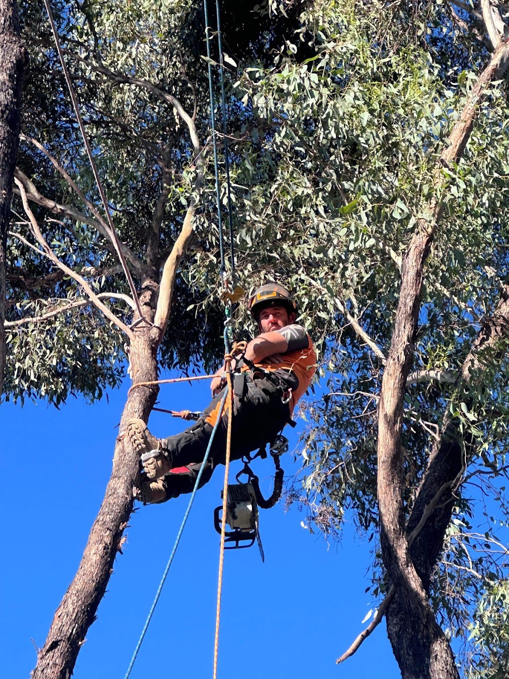TBS Trees VIC | 152 Taylor St, Ascot VIC 3551, Australia | Phone: 0498 609 887