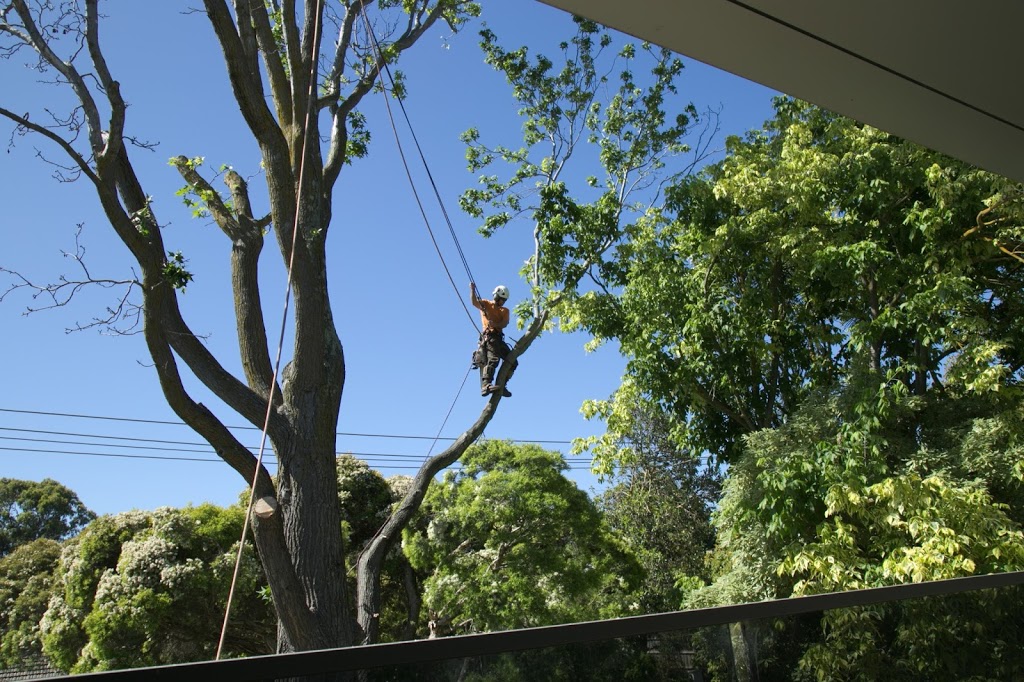 Small tree removals | 98 Oakbank Blvd, Whittlesea VIC 3757, Australia | Phone: 0416 695 138