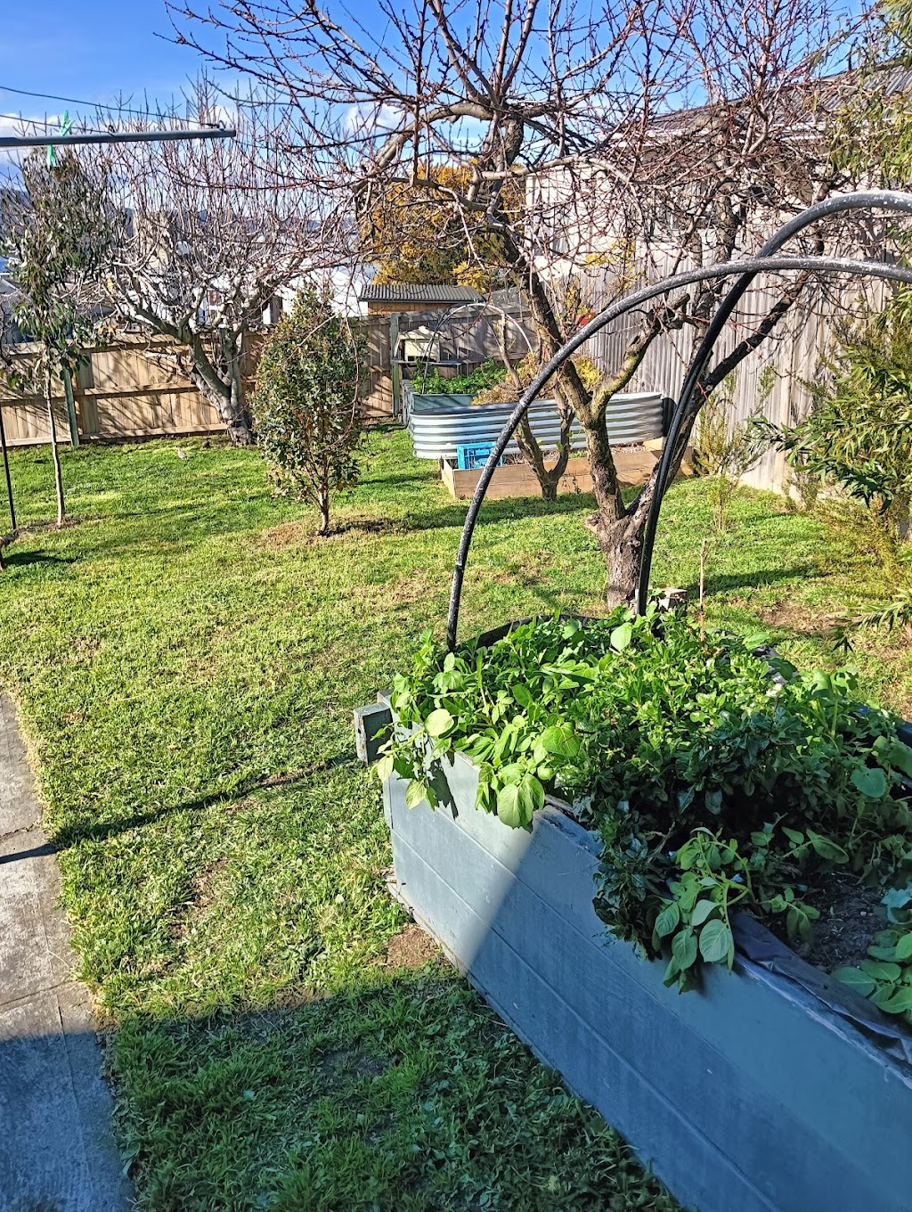 5gardengws | 105 Lennox Ave, Lutana TAS 7009, Australia | Phone: 0468 356 685