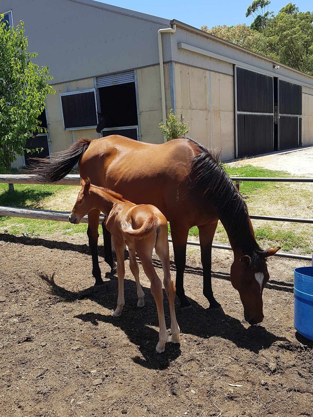 Oakford Equine Hospital | veterinary care | 138 Blair Rd, Oakford WA 6121, Australia | 0893971114 OR +61 8 9397 1114