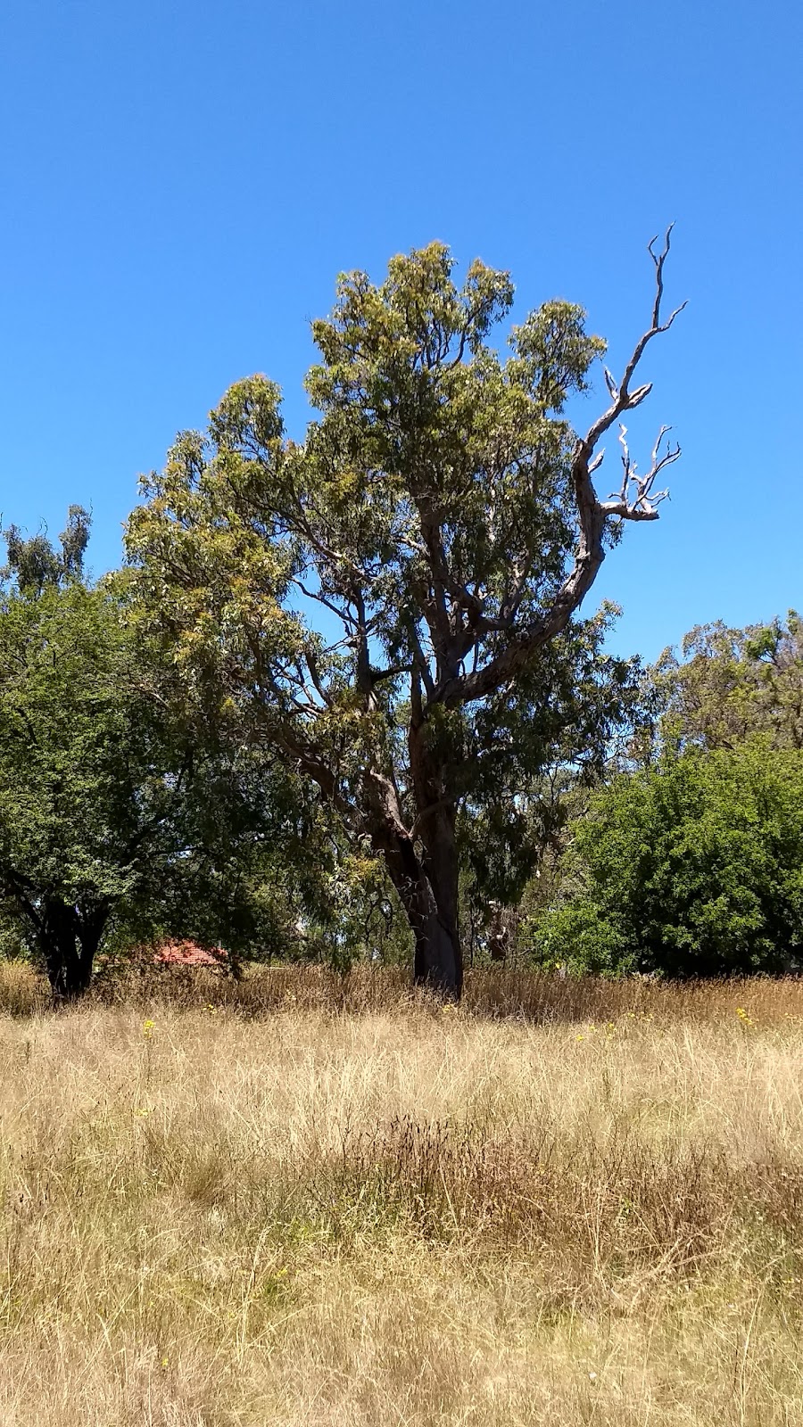 Angophora Bushland Reserve | park | Corner of Bona Vista Road and, Burgess St, Armidale NSW 2350, Australia