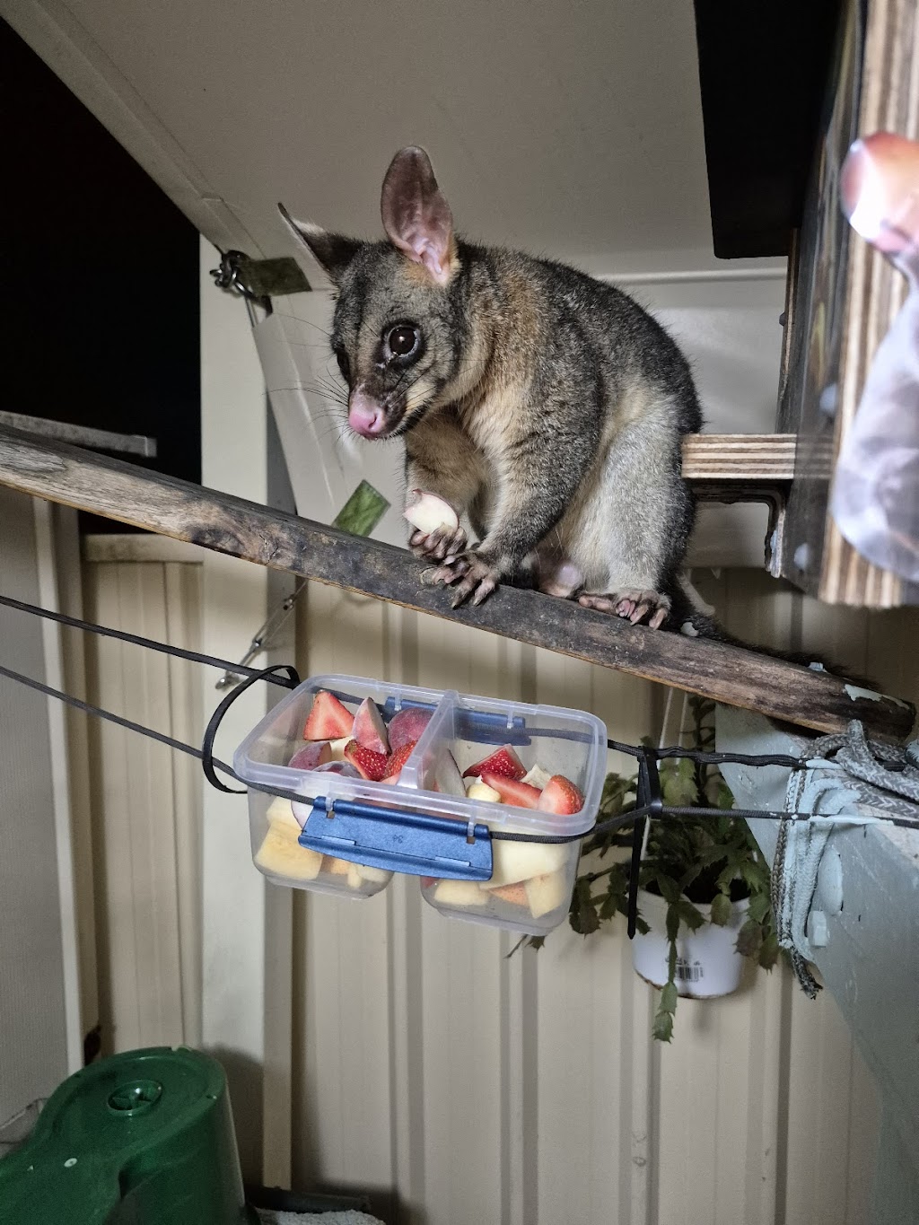 Comfy Creatures | 94 Stanton Cross Dr, Karalee QLD 4306, Australia | Phone: 0437 837 473