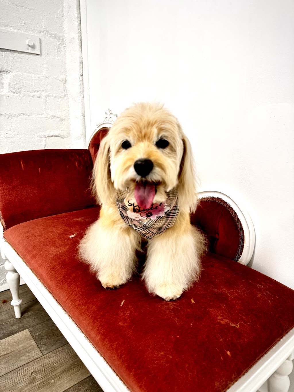 Rambos Pet Grooming | 6 Rae St, Bentleigh East VIC 3165, Australia | Phone: 0468 406 887