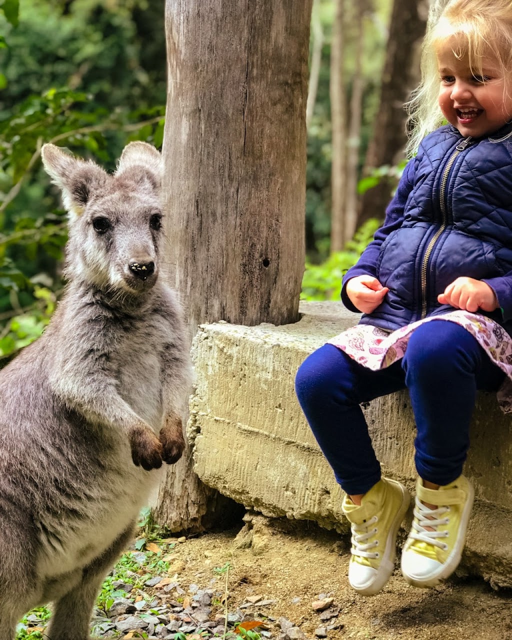 Carawirry Forest Escape | Cabbage Tree Rd, Main Creek NSW 2420, Australia | Phone: 0432 341 744