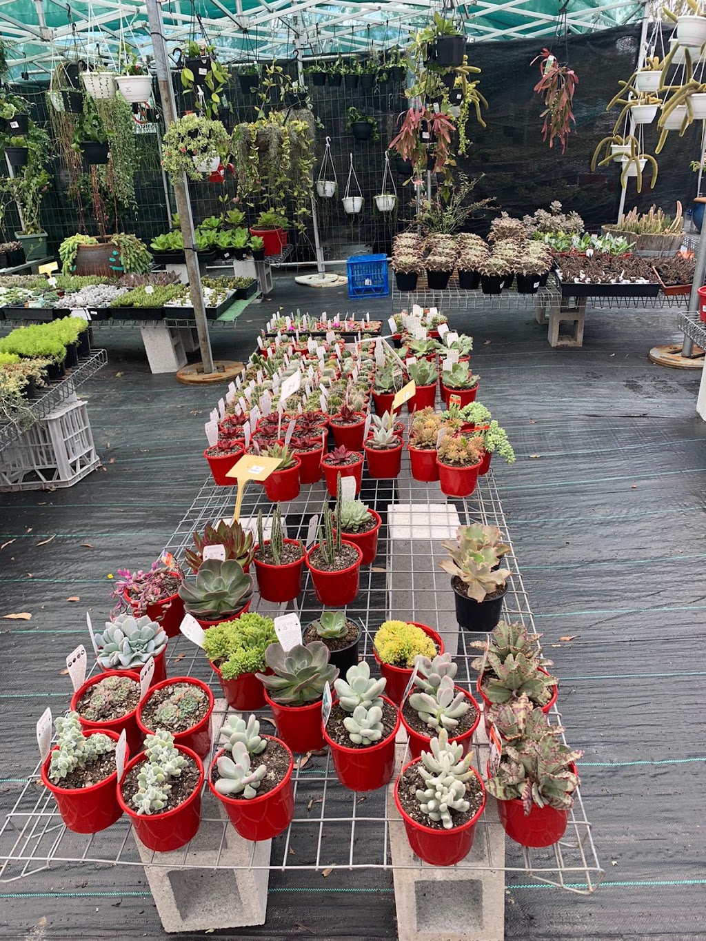 Ozzy Nursery | 173 New Beith Rd, Greenbank QLD 4124, Australia | Phone: 0411 862 014