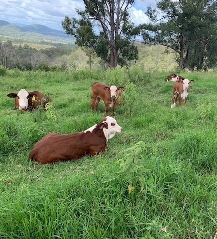 Paul Pace Country (NSW) | Shop 1/2329 Great Western Hwy, Little Hartley NSW 2790, Australia | Phone: 1300 924 860