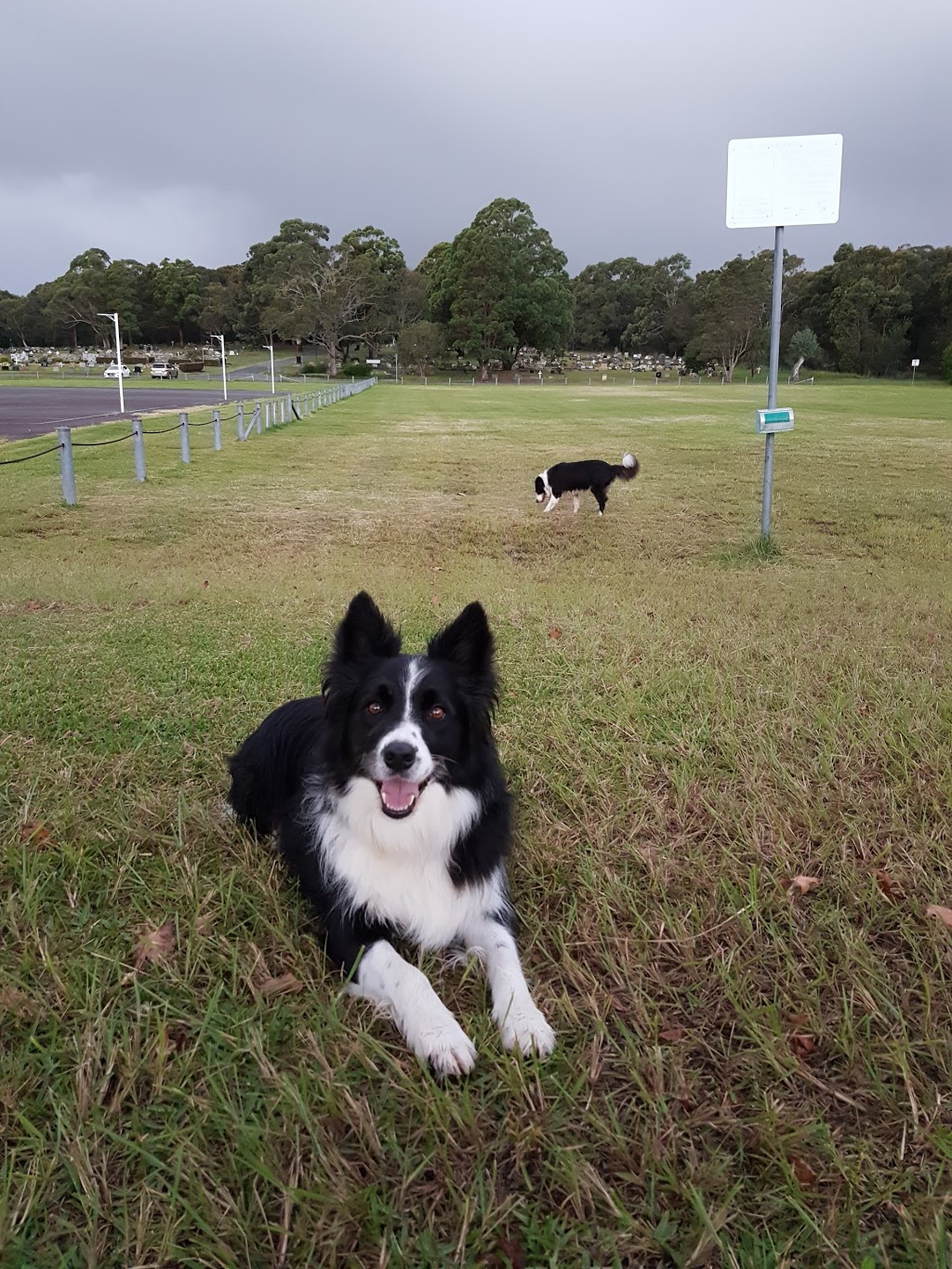 Charlestown Dog Exercise Area | 113/115 Dudley Rd, Charlestown NSW 2290, Australia