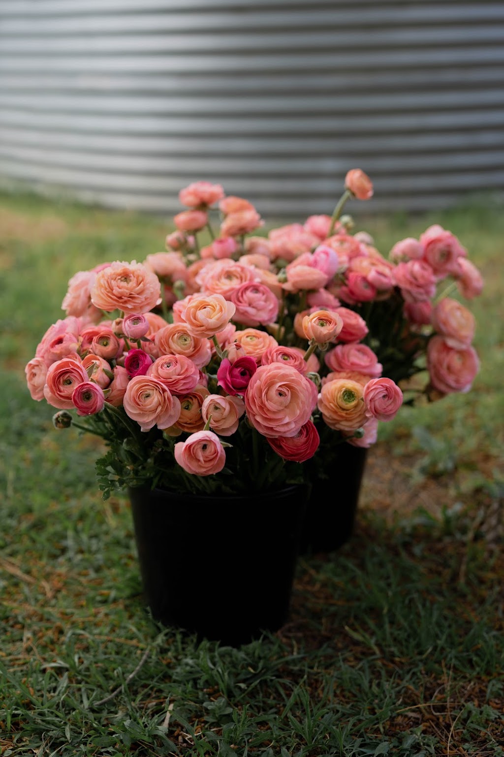 Little Lyndoch Flower Farm | 110 Gilbert St, Lyndoch SA 5351, Australia | Phone: 0406 965 014