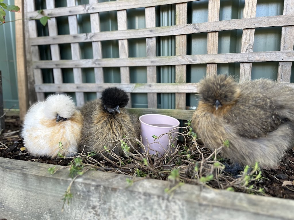 JDs Backyard Hens | 1 Ballat Cl, Medowie NSW 2318, Australia | Phone: 0428 498 298