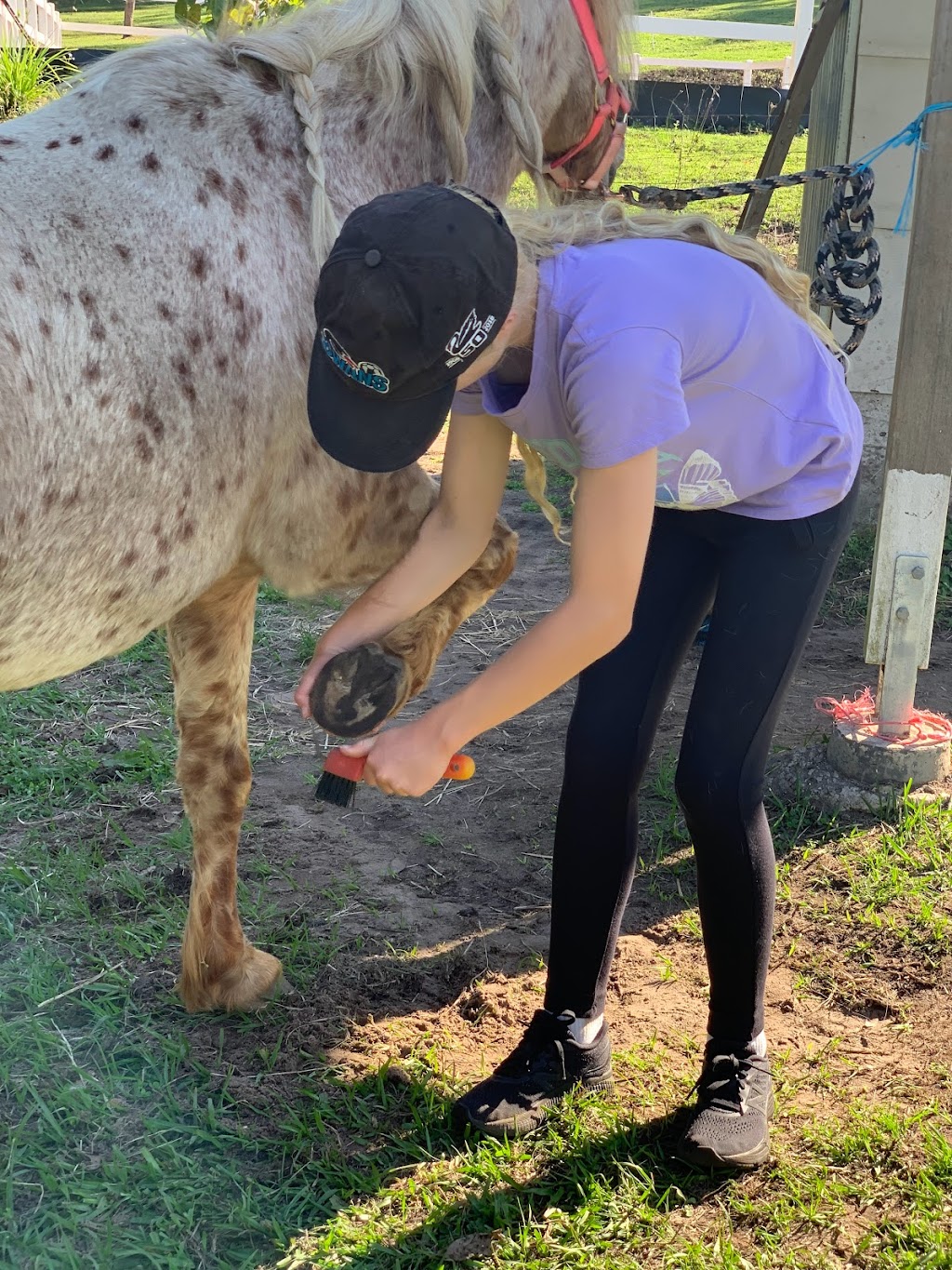 Equine Connect | 8 Andersen Rd, Mooloolah Valley QLD 4553, Australia | Phone: 0478 661 826