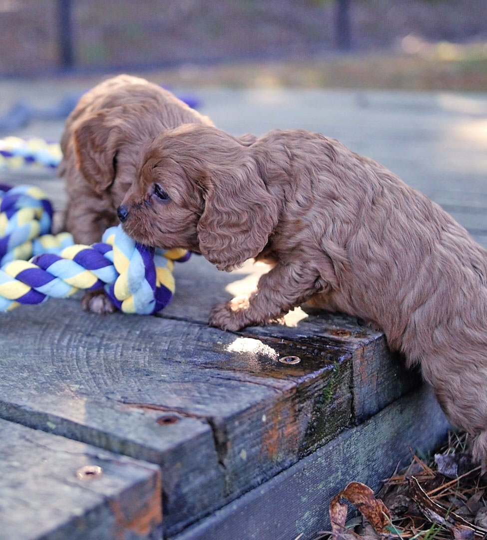 Bredwell Puppies | 3120 Ballan-Meredith Rd, Ballan VIC 3342, Australia | Phone: 0480 637 226