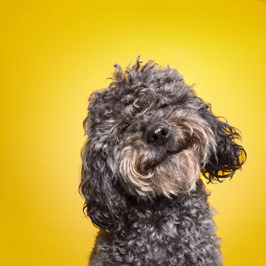 Wet Nose Studio - Pet Photography | Inverloch VIC 3996, Australia | Phone: 0423 707 551