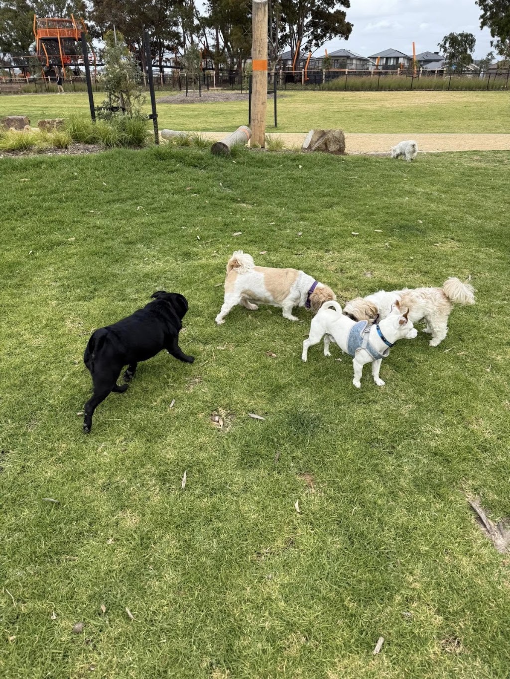 Woof N Run | 10 Ontario St, Clyde VIC 3978, Australia | Phone: 0438 318 626