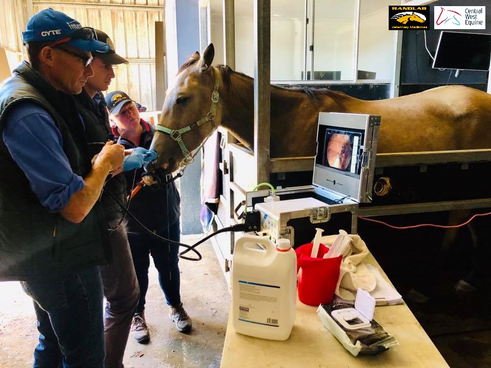 Central West Equine | veterinary care | 960 Cadia Rd, Springside NSW 2800, Australia | 0263654363 OR +61 2 6365 4363