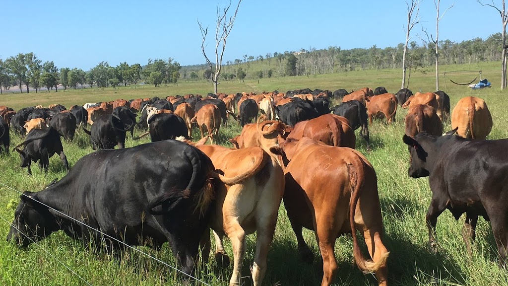 CQ Organics | 275 Blanche Rd, Garnant QLD 4702, Australia | Phone: 0438 395 255