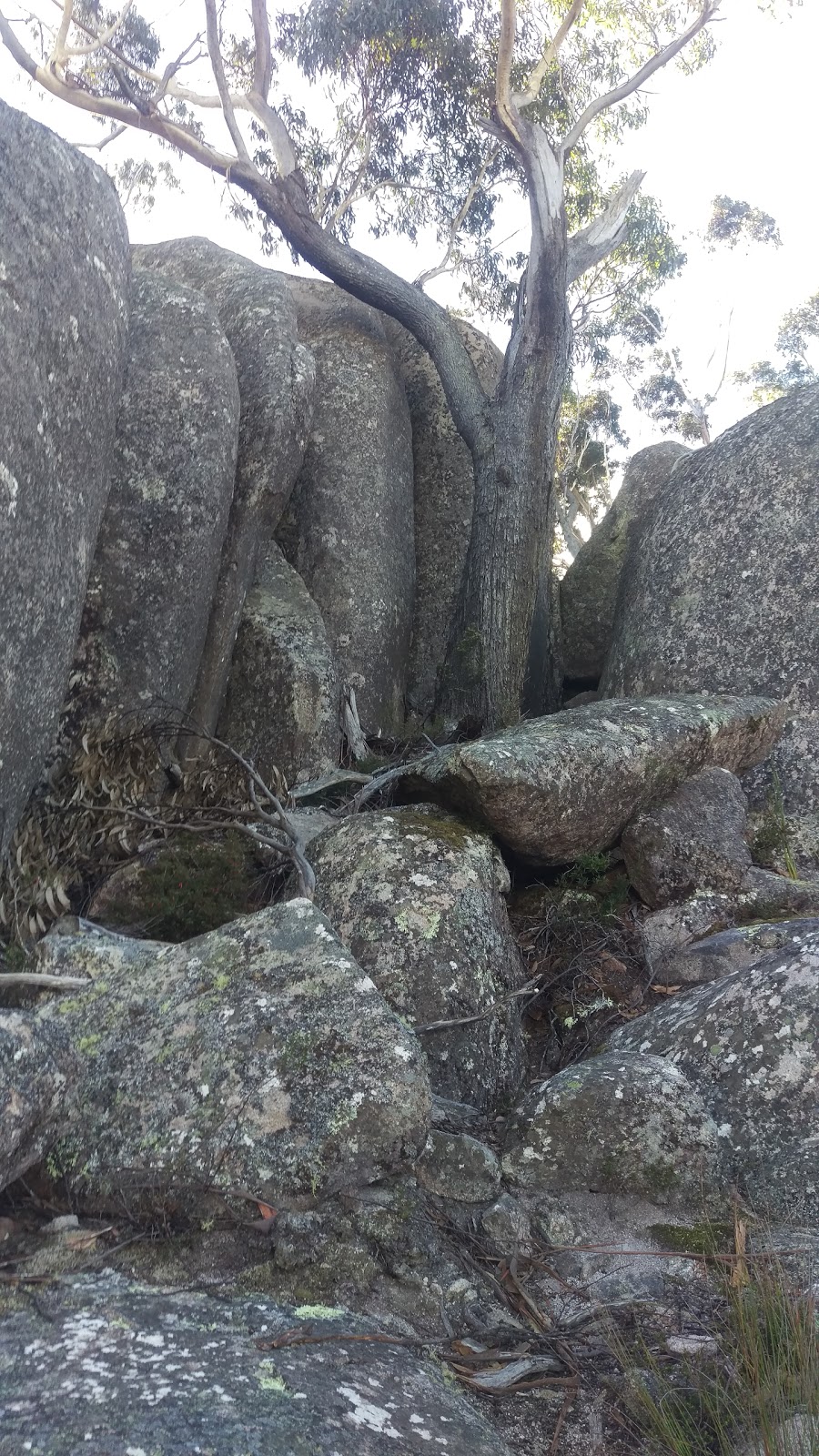 Genoa Peak | park | Genoa VIC 3891, Australia | 131963 OR +61 131963