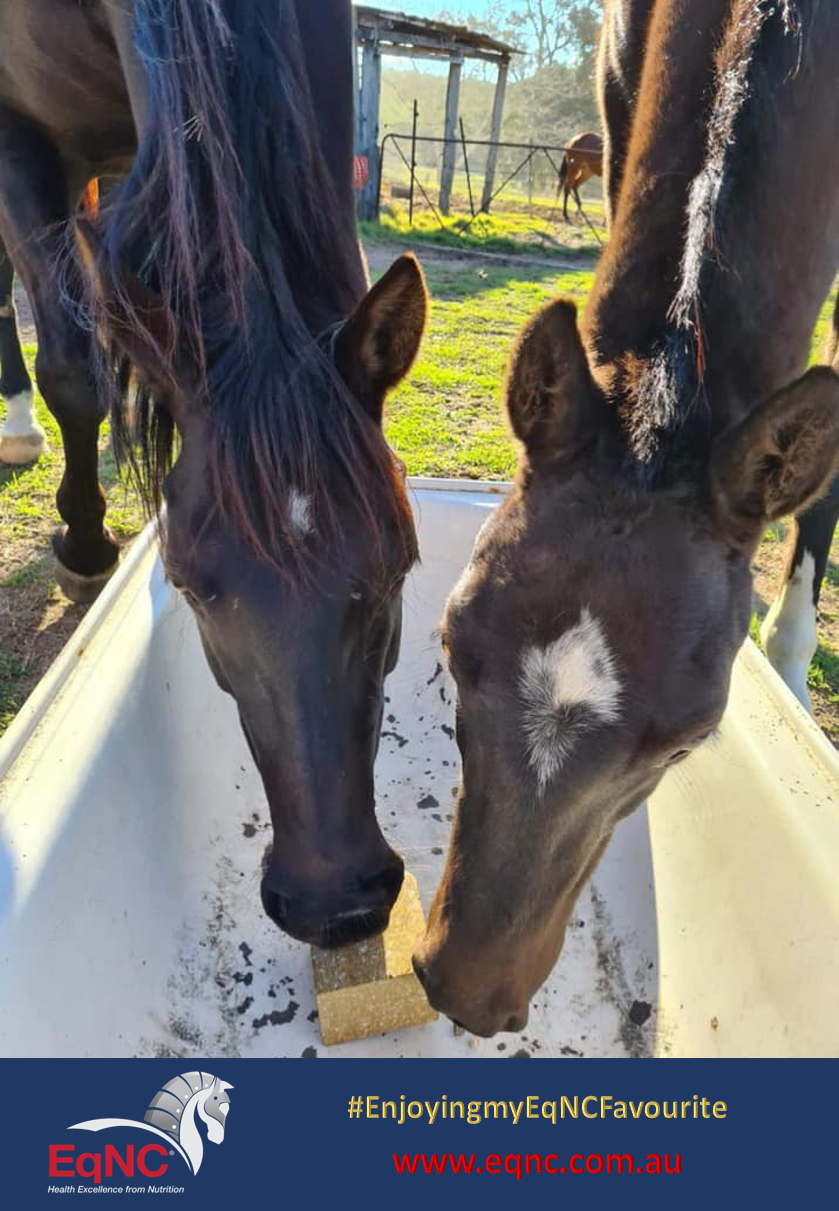 Equine Nutrient Components |  | 70 West St, Toowoomba City QLD 4350, Australia | 0746596933 OR +61 7 4659 6933