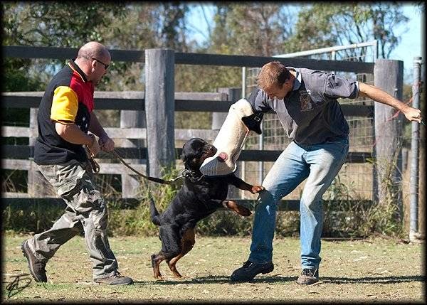 Aylwards Dog School | 49 Lairhopes Rd, Ebenezer (near Rosewood) QLD 4340, Australia | Phone: (07) 5464 1810