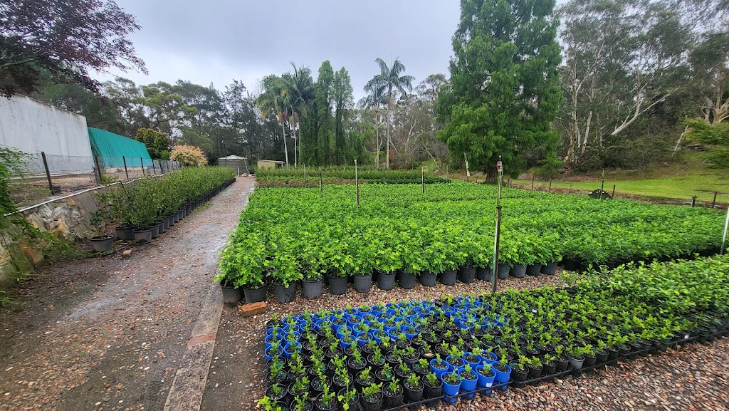 Flora Nursery | 73a Pitt Town Rd, Kenthurst NSW 2156, Australia | Phone: (02) 9654 9670