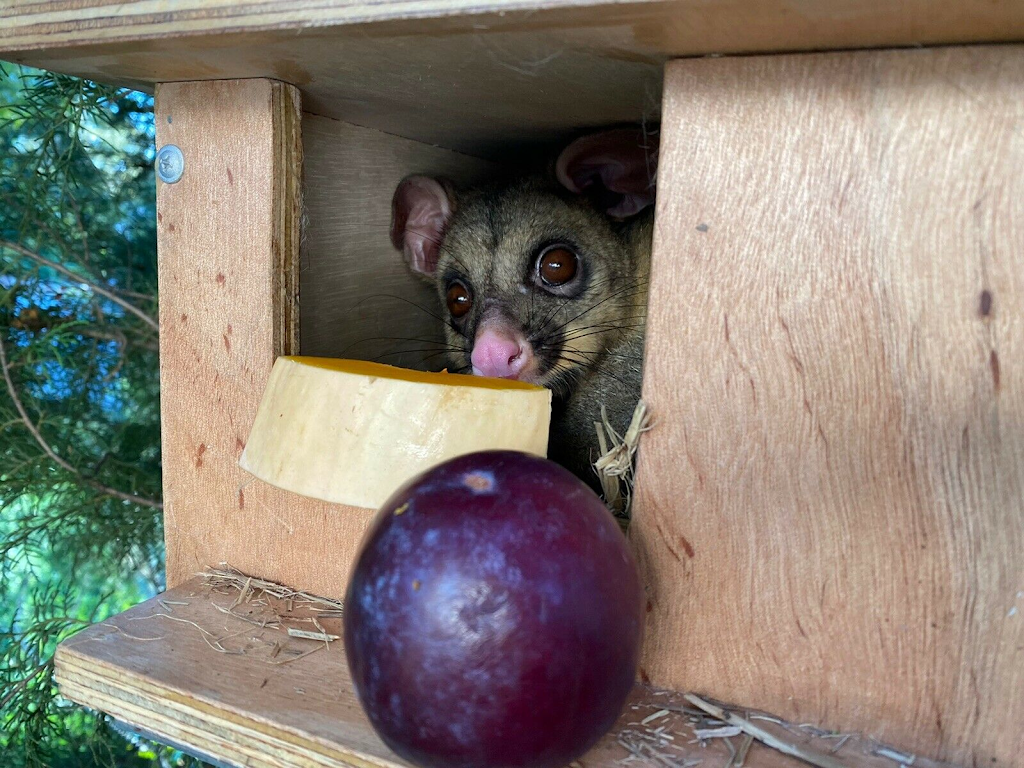 Comfy Creatures | 94 Stanton Cross Dr, Karalee QLD 4306, Australia | Phone: 0437 837 473