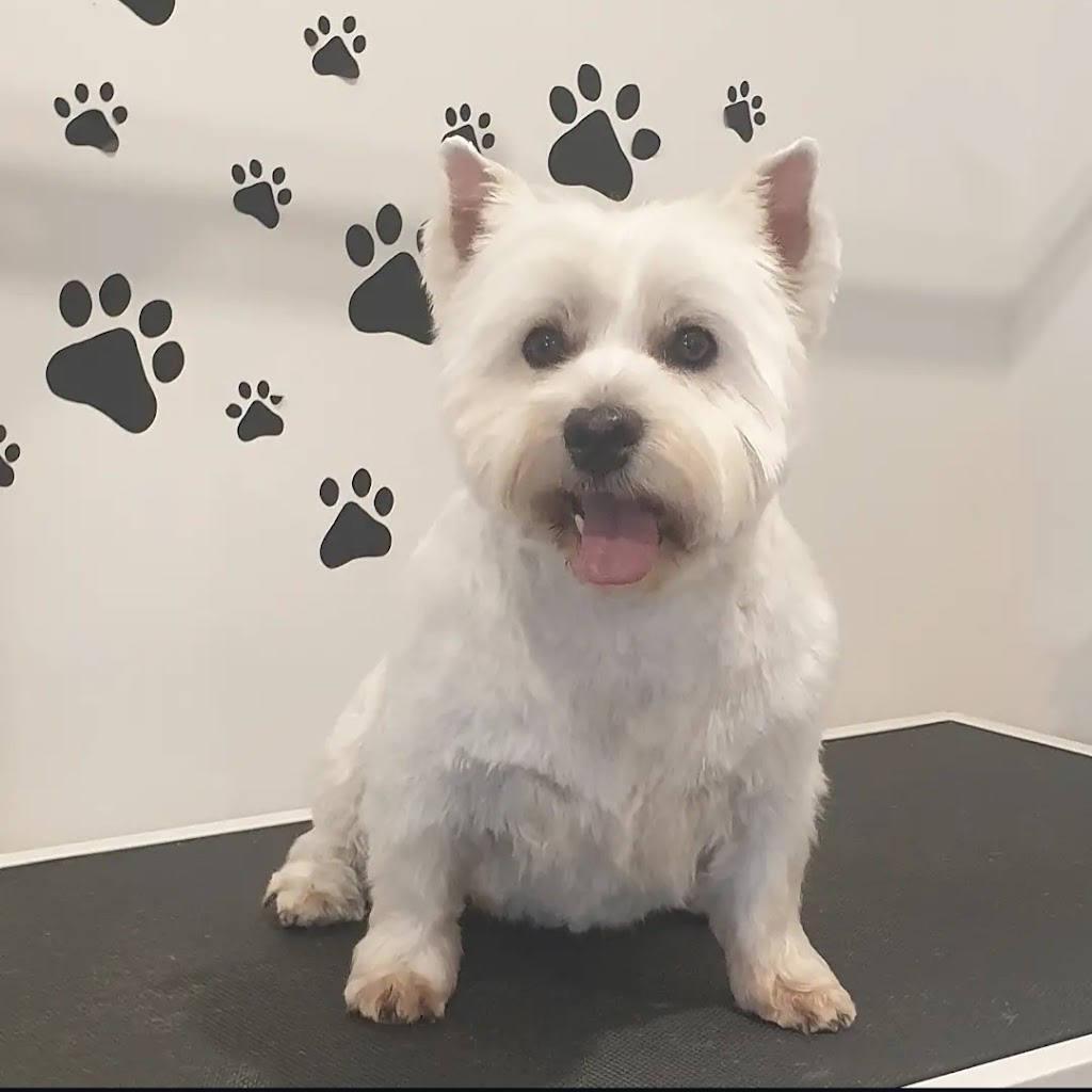 Tidy Tails | 21 Tinsmith Dr, Kyneton VIC 3444, Australia | Phone: 0408 878 339
