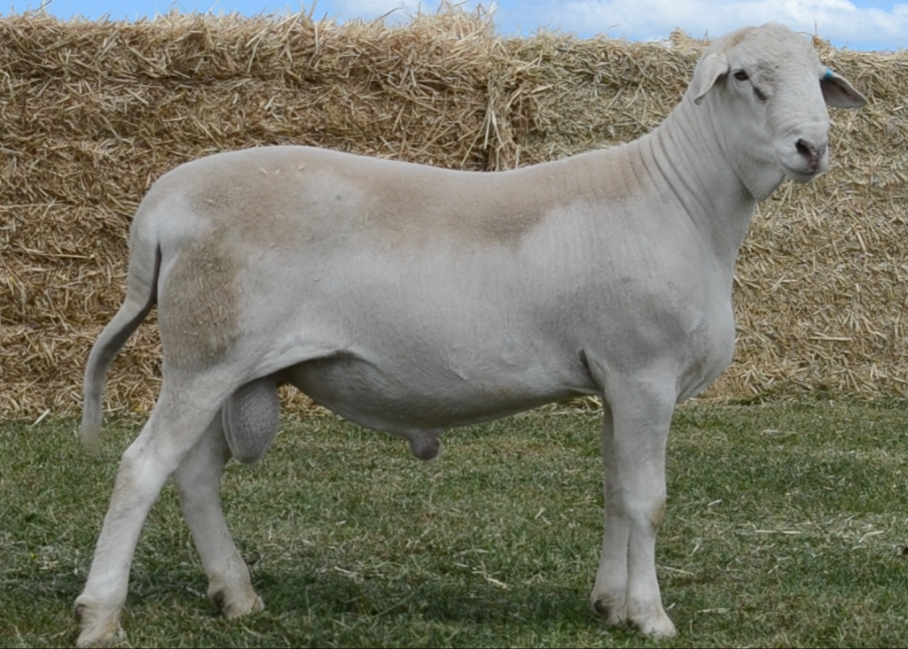 The SheepMaster Parent Stud | 837 Goodacre Dr, Woodstock NSW 2793, Australia | Phone: 0472 646 426