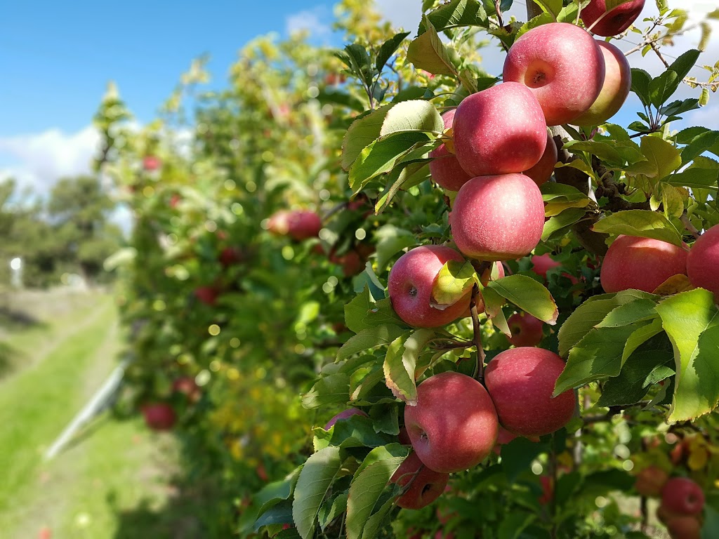 Bellevue Orchard and Summer Snow Juice | 544 Brown Rd, Officer VIC 3809, Australia | Phone: (03) 5943 2390