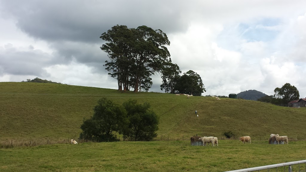 Waterfall Produce (Healthy Beef,Eggs & Farm Experiences) | 128F Fridays Creek Rd, Upper Orara NSW 2450, Australia | Phone: 0438 000 992