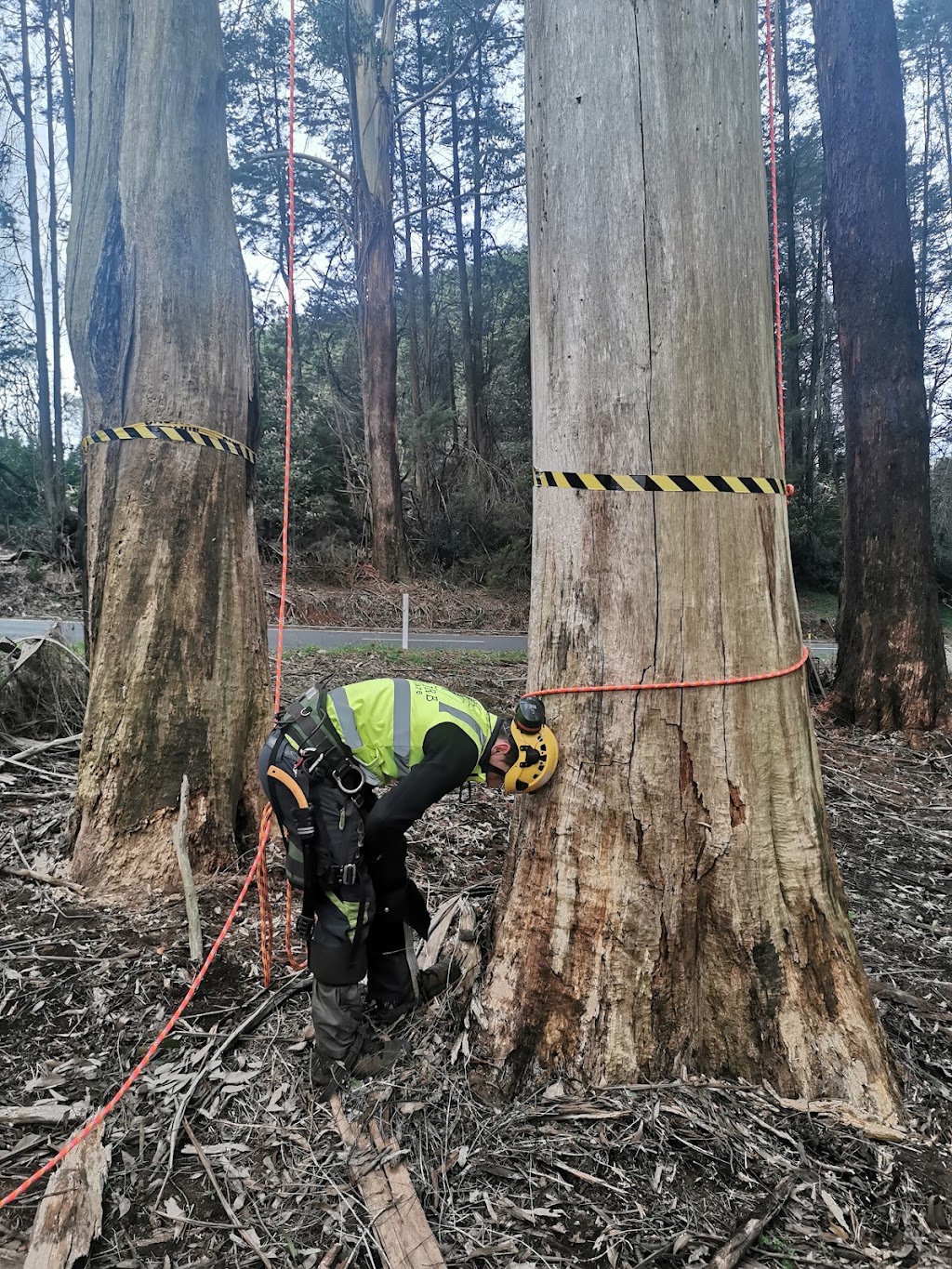 Superb Tree Care | 57 Kilvington Dr, Emerald VIC 3782, Australia | Phone: (03) 9804 7369