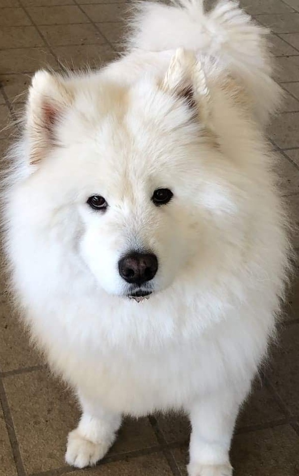 Fur Sure Grooming | 42A Selems Parade, Revesby NSW 2212, Australia | Phone: 0433 882 633