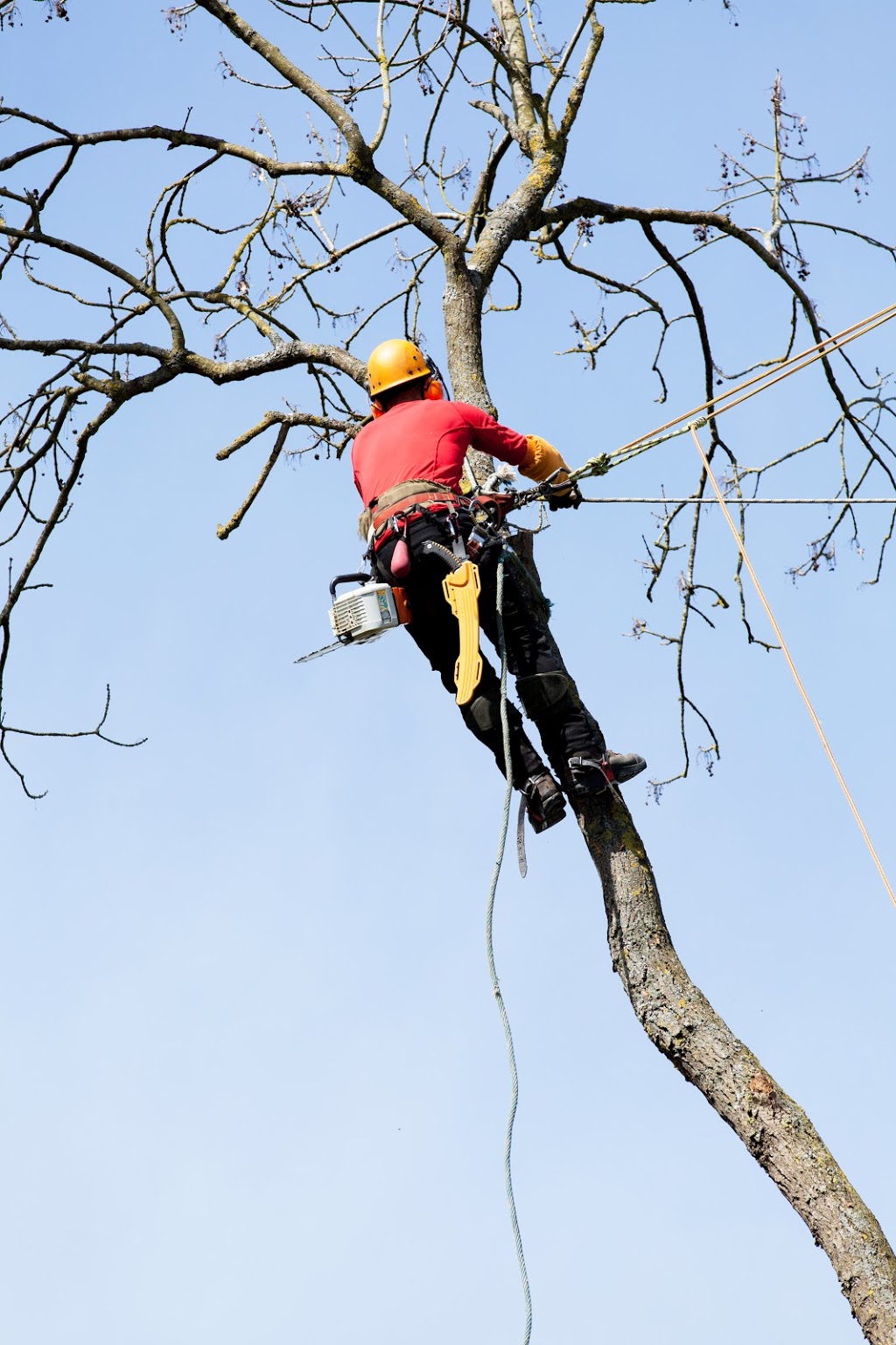 Tree Removal Colebee | Tree Lopping, Tree Trimming, Land Clearing, Arborist, Colebee NSW 2761, Australia | Phone: 0480 024 711