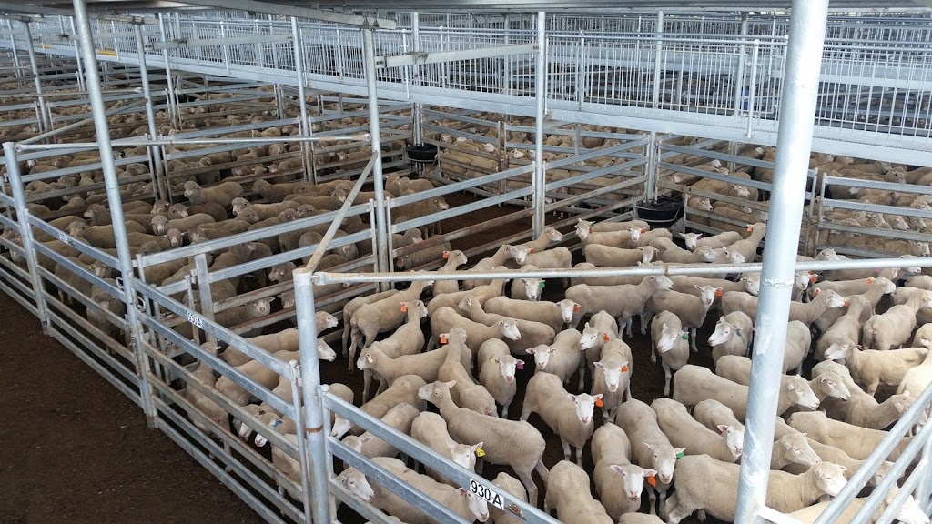 South Eastern Livestock Exchange | Bellevale Rd, Yass NSW 2582, Australia | Phone: 0409 948 639