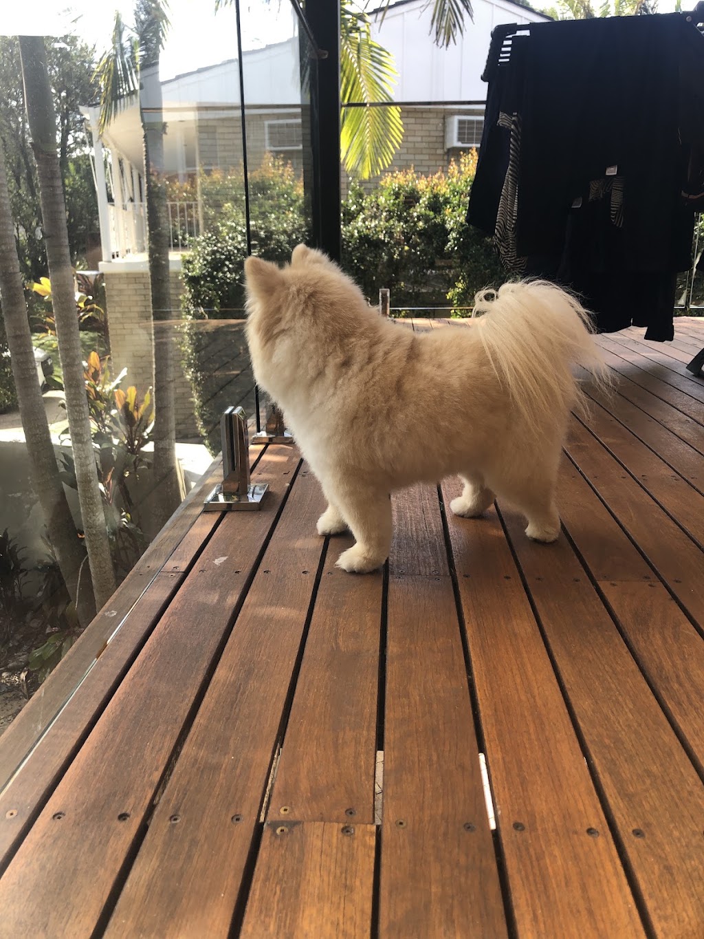 Nine Dogs | Shop 2/2A Redman Rd, Dee Why NSW 2099, Australia | Phone: 0410 722 377