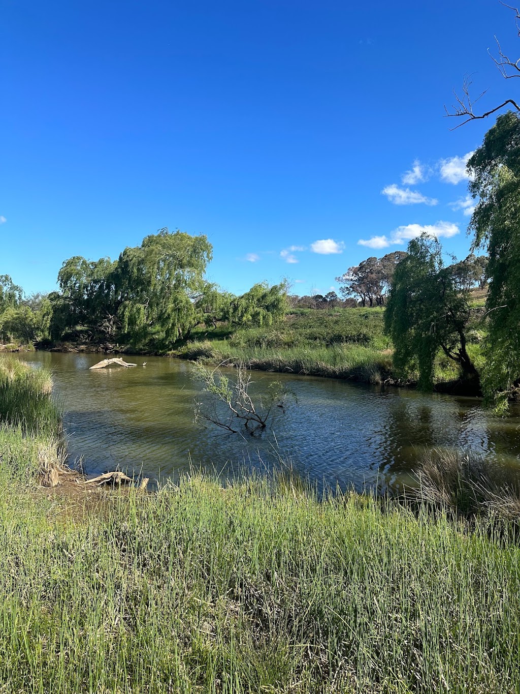 Shooting Star Garden⭐ | 1259 Pomeroy Rd, Pomeroy NSW 2580, Australia | Phone: 0487 118 888