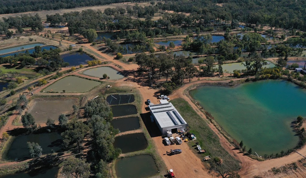 Narrabri Fish Farm | 261 Tuppiari Rd, Jacks Creek NSW 2390, Australia | Phone: 0428 749 606