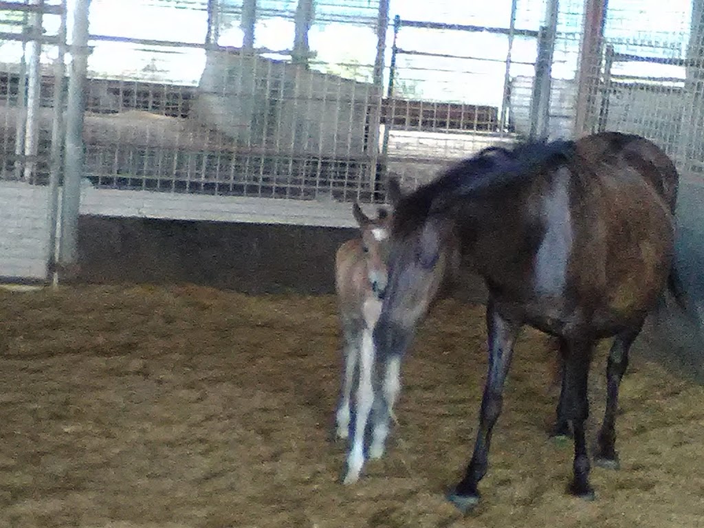 Paloma Equestrian Centre | 75-81 Spratt Rd, Caboolture QLD 4510, Australia | Phone: 0487 726 080