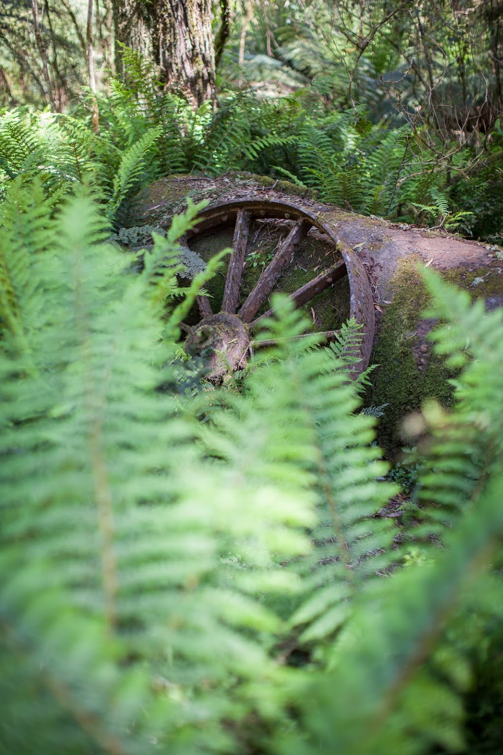 Mount Worth State Park | park | Victoria, Australia