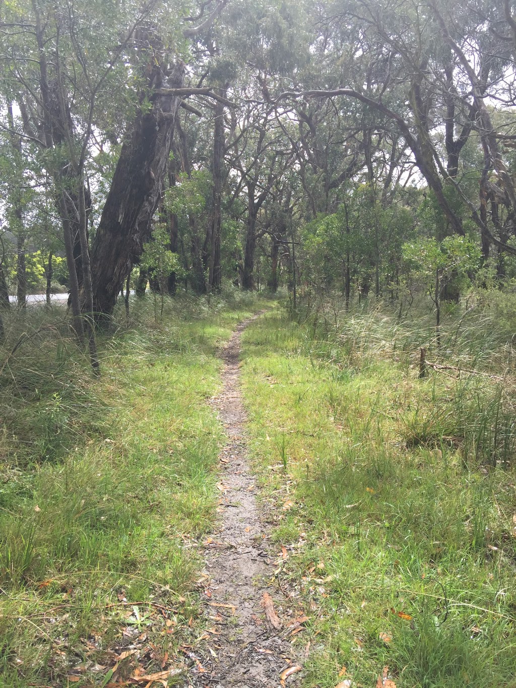 Buckley Nature Conservation Reserve. | 129 Balnarring Rd, Balnarring VIC 3926, Australia | Phone: 13 19 63