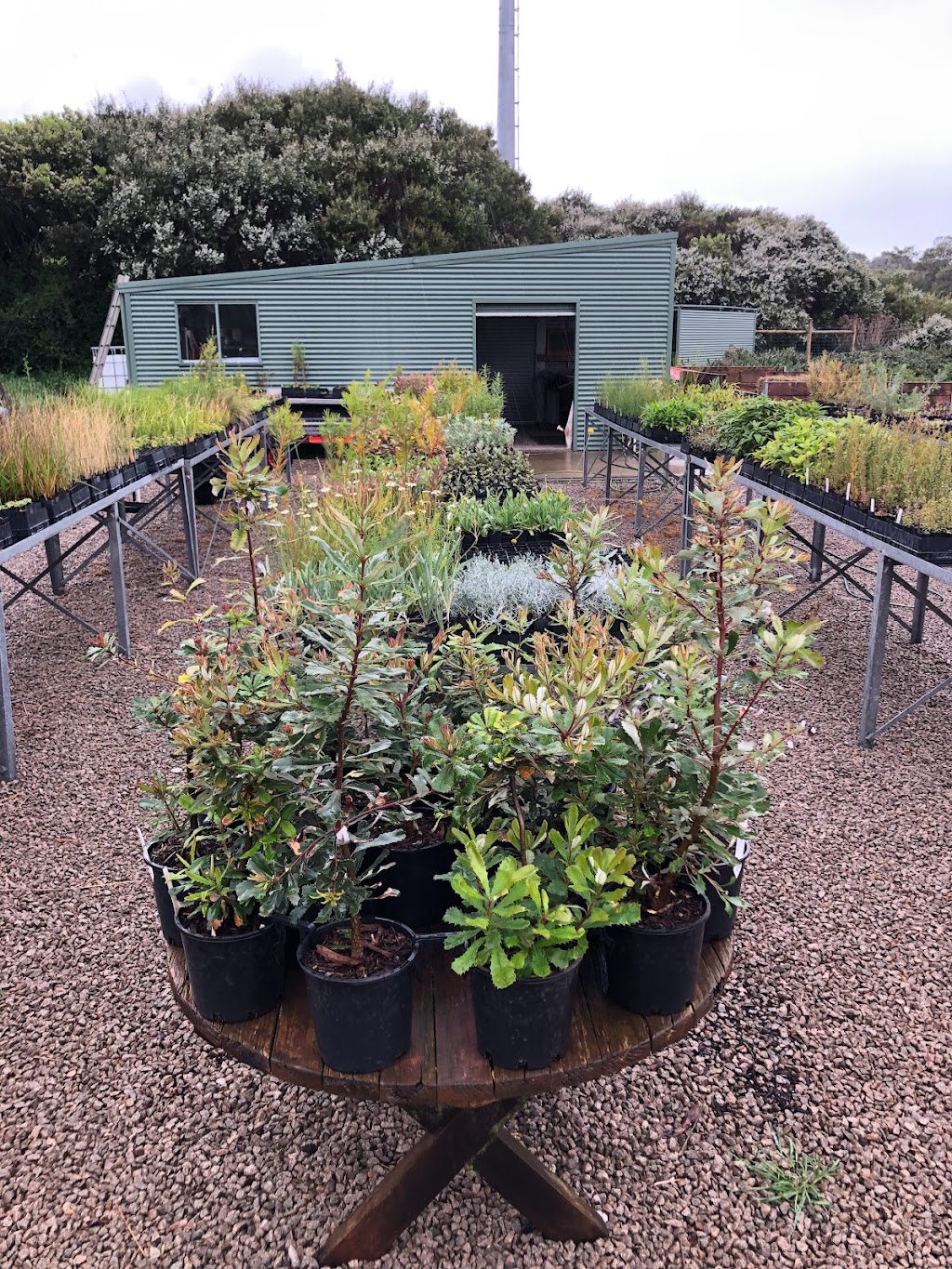 Reforest Australia Bush Nursery | Cape Schanck Rd, Cape Schanck VIC 3939, Australia | Phone: 0450 350 687